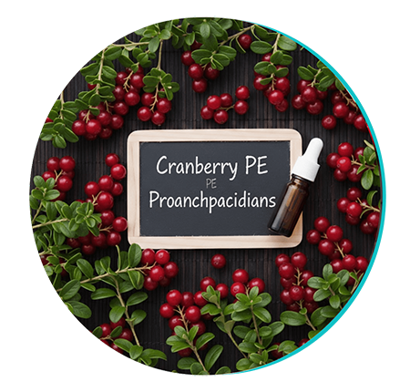 Cranberry ingredient in Biodentex